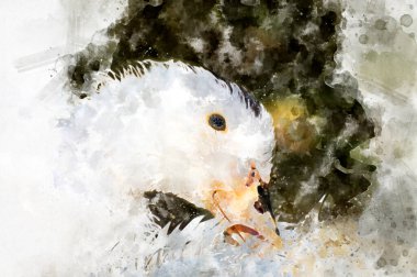 Güzel renklerle suluboya ördek çizimi, arkaplan veya kitaplar için resim çizimi