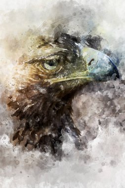 Suluboya, yırtıcı kartal, yırtıcı kuş güzel tüylü ve sarı gagalı