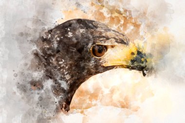 Suluboya, kartal kahverengi tüyleri ve sivri gagası.