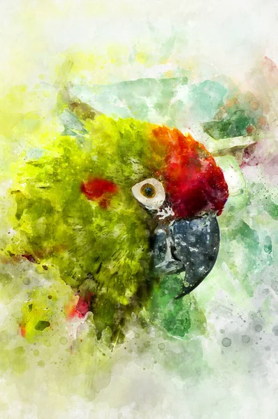 Obrázek Papouška Krásnými Barvami — Stock fotografie