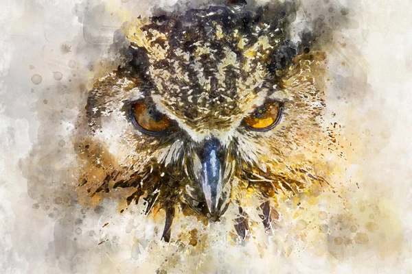 Beautiful Owl Intense Eyes Beautiful Plumage — Stock Photo, Image