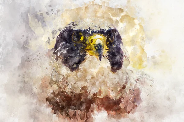 Akvarellteckning Majestätisk Hök Rovfågel — Stockfoto
