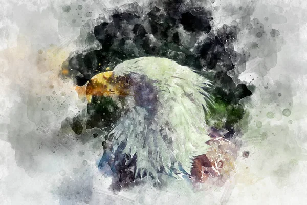 Watercolor, usa, American Bald Eagle (Haliaeetus leucocephalus)