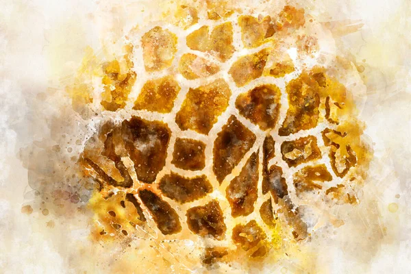 Detail Kůže Krásná Žirafa Zoo Parku — Stock fotografie