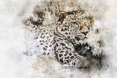 Tehlike, güçlü leopar dinleniyor, benekli memeli hayvan.