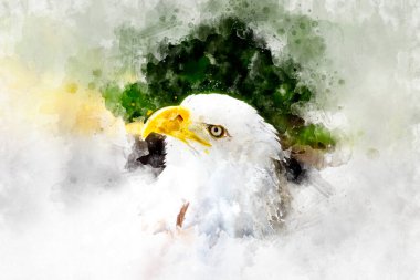 Suluboya, ABD, Amerikan Kel Kartalı (Haliaeetus leucocephalus)