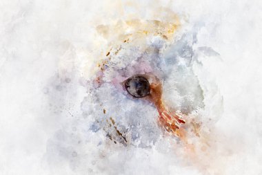 Baykuş portresi, beyaz kuş