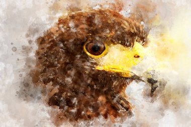 Kraliyet Kartalı 'nın portresi