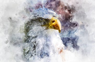 Suluboya, beyaz başlı Amerikan kartalı, beyaz başlı güzel avcı kuş ve bulutlu arka planda turuncu gaga.