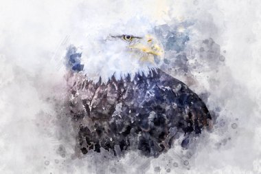 Özgürlük Amerikan beyaz başlı kartalı, beyaz kafalı güzel avcı kuş ve bulutlu arka planda turuncu gagalı.