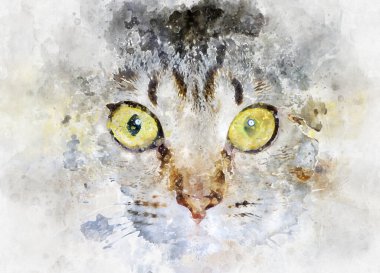 Korkmuş gözleri olan sıradan bir kedi.