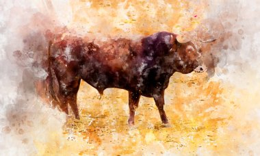 Madrid 'de suluboya, İspanyol boğaları (toros bravos). Geleneksel İspanyol boğa güreşlerinden.