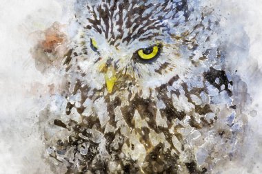 Noctua, şirin küçük baykuş, gri ve sarı gaga ve beyaz tüyler