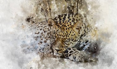 Vahşi, güçlü leopar dinleniyor, benekli memeli hayvan.