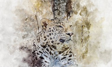 Tehlike, güçlü leopar dinleniyor, benekli memeli hayvan.