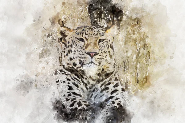 Kedi, güçlü leopar dinleniyor, benekli bir memeli.