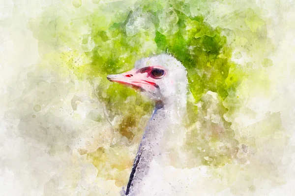 Zeichnung Porträt Des Straußenvogels — Stockfoto