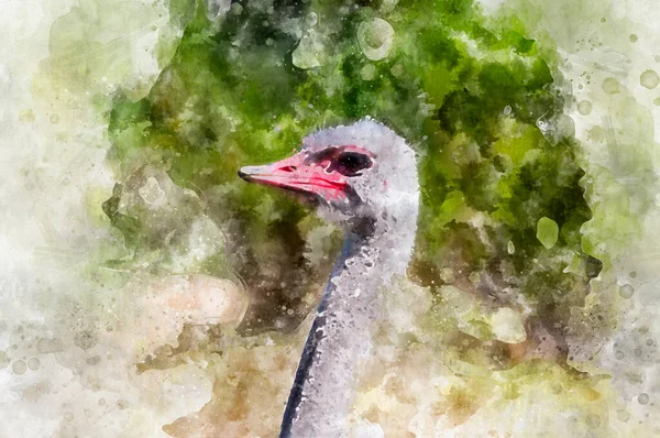 Gemälde Porträt Des Straußenvogels — Stockfoto