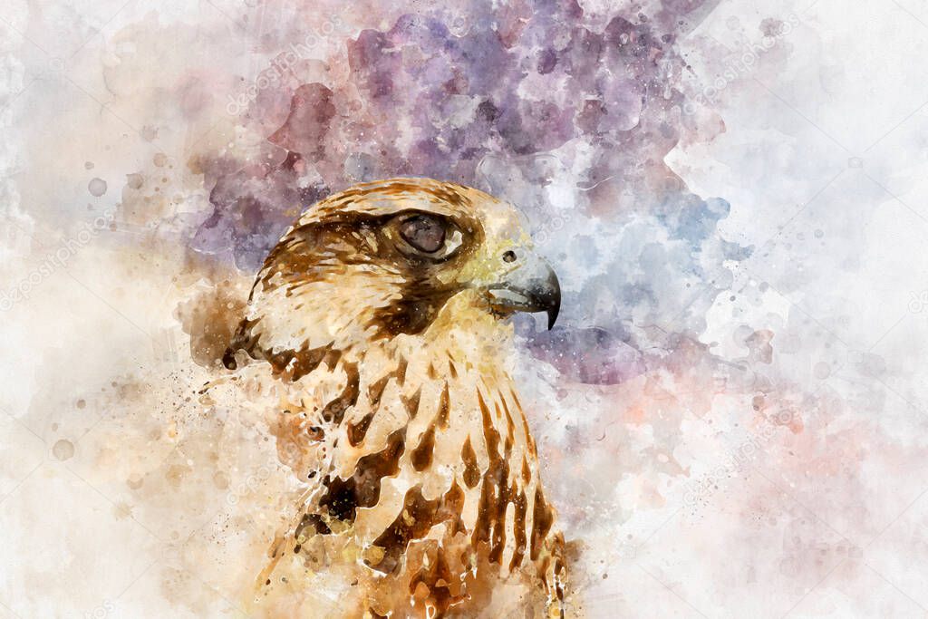 watercolor drawing of majestic hawk, bird of prey