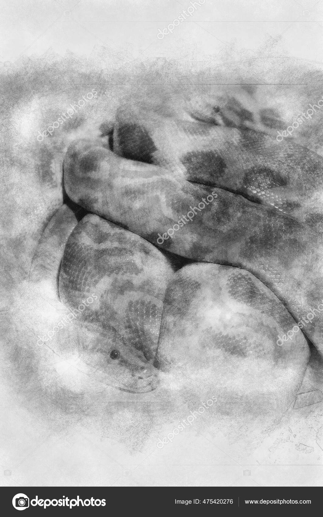 Picture Nice Python Big Snake Black White Drawing Stock Illustration by ...