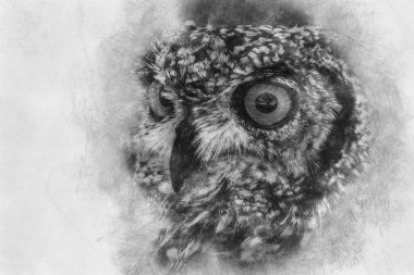 Yoğun gözleri ve güzel tüylü siyah beyaz çizimi olan güzel baykuş.