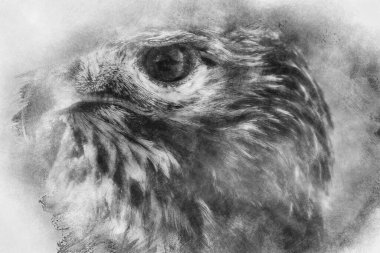 Fauna, kartal, yırtıcı kuş güzel tüylü ve sarı gagalı siyah beyaz çizimli