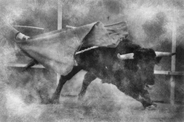 Fighting bull picture from Spain. Black bull black and white drawing