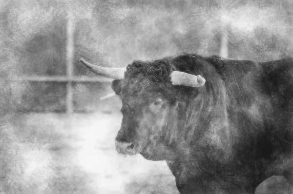 Foto Combattimento Toro Dalla Spagna Toro Nero Disegno Bianco Nero — Foto Stock