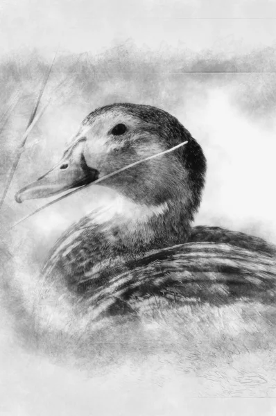 河中一只鸭子的形象 蓝白相间的色彩斑斓的野生动物 — 图库照片