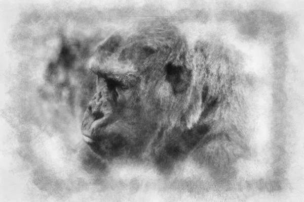 Huge Powerful Gorilla Natural Environment Black White Drawing — Stock Photo, Image