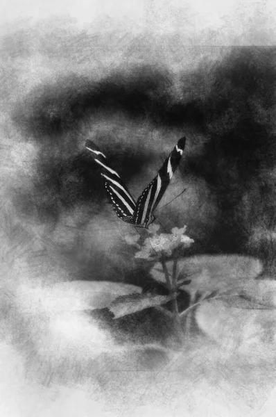 Motyl Nad Liśćmi Czarny Biały Rysunek — Zdjęcie stockowe