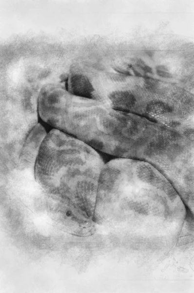 いいパイソンの写真だ 大きなヘビの黒と白の図面 — ストック写真