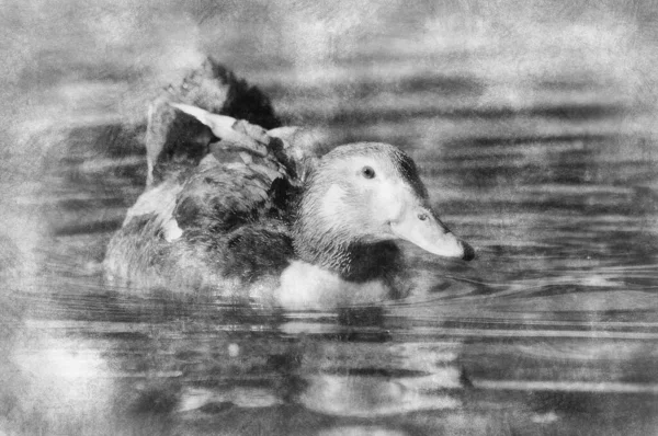 Image Duck River Wild Life Spain Black White Drawing — Stock Photo, Image