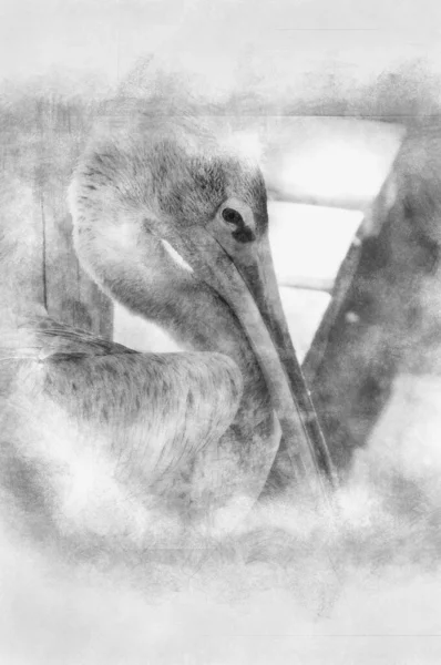 Zdjęcie Pelikana Duży Dziób Czarny Biały Rysunek — Zdjęcie stockowe