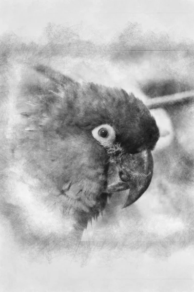 Obrázek Papouška Krásnými Barvami Černobílá Kresba — Stock fotografie