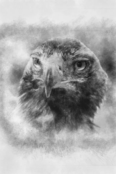 Adler Tagtäglicher Greifvogel Mit Schönem Gefieder Und Gelbem Schnabel Schwarz — Stockfoto
