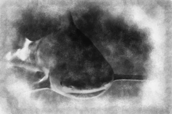 Biały Rekin Pływający Wzdłuż Podwodnego Czarno Białego Rysunku — Zdjęcie stockowe