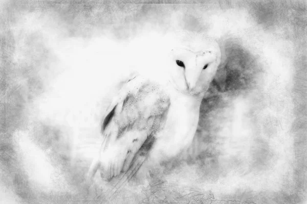 Portrait Hibou Oiseau Blanc Dessin Noir Blanc — Photo