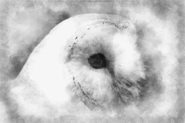 Retrato Coruja Pássaro Branco Desenho Preto Branco — Fotografia de Stock