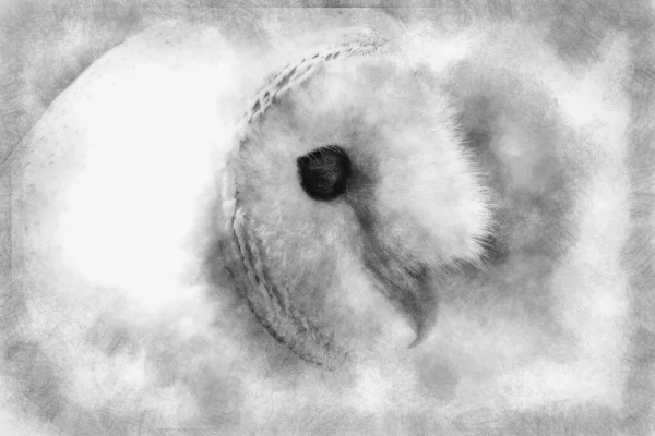 Портрет Совы Черно Белый Рисунок Белой Птицы — стоковое фото