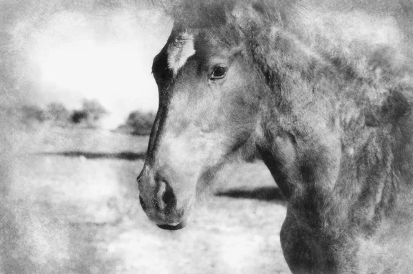 Zdjęcie Konia Wzgórzu Czarno Biały Rysunek — Zdjęcie stockowe