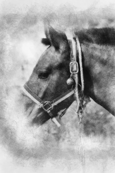 Imagem Cavalo Colina Desenho Preto Branco — Fotografia de Stock