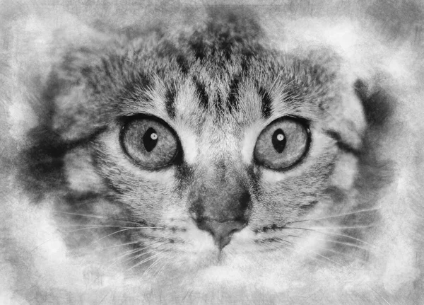 Gatito Gato Raza Común Con Ojos Asustados Dibujo Blanco Negro — Foto de Stock