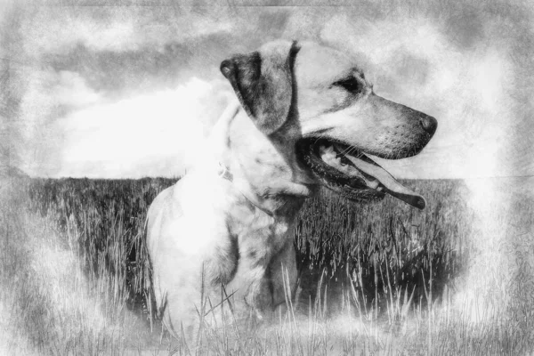 Labrador Retriever Wheat Field Liberté Estivale Dessin Noir Blanc — Photo