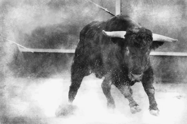 Býčí Zápasy Bojující Býk Španělska Černý Býk Černá Bílá Kresba — Stock fotografie