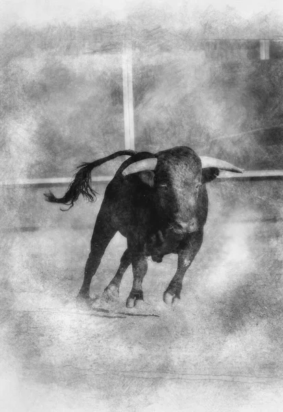 Fighting bull picture from Spain. Black bull black and white drawing