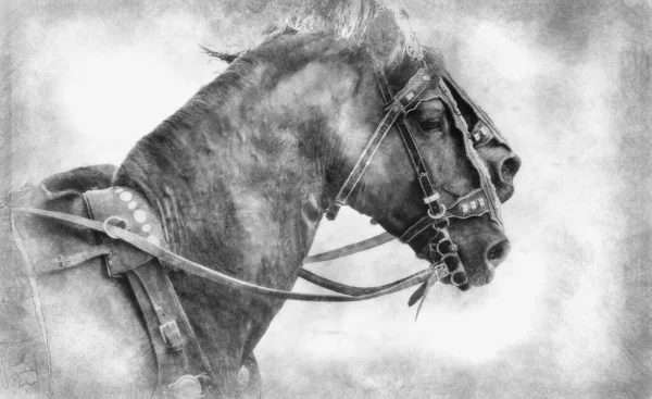Лошади Колесницы Римских Гладиаторских Боев Представление Черно Белого Рисунка — стоковое фото