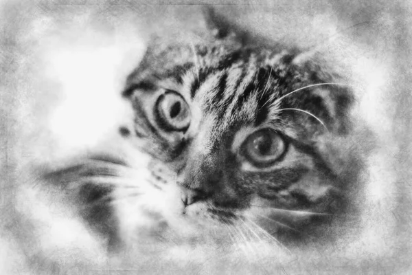 Chaton Jeune Chat Commun Peau Douce Dessin Noir Blanc — Photo