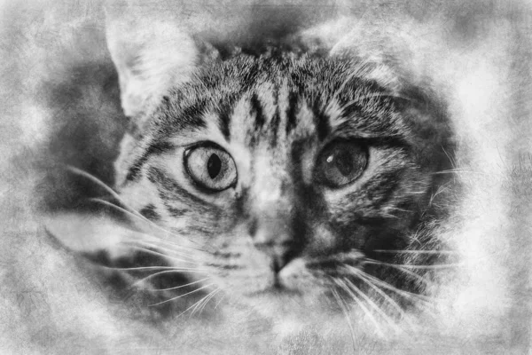 Young Common Cat Soft Skin Black White Drawing — Stock Photo, Image