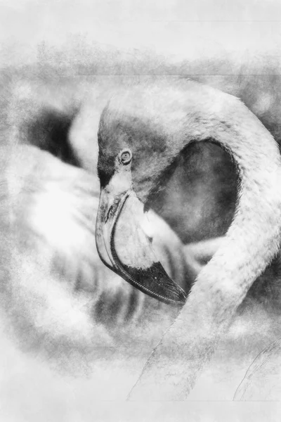 Karaibski Różowy Detal Głowy Flaminga Długą Szyją Czarno Biały Rysunek — Zdjęcie stockowe